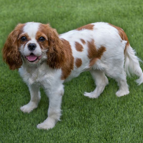 1 Jahr alter Blenheim (chestnut and white) King Charles Spaniel weiblich Welpe. Hundepark ohne Leine in Nordkalifornien.