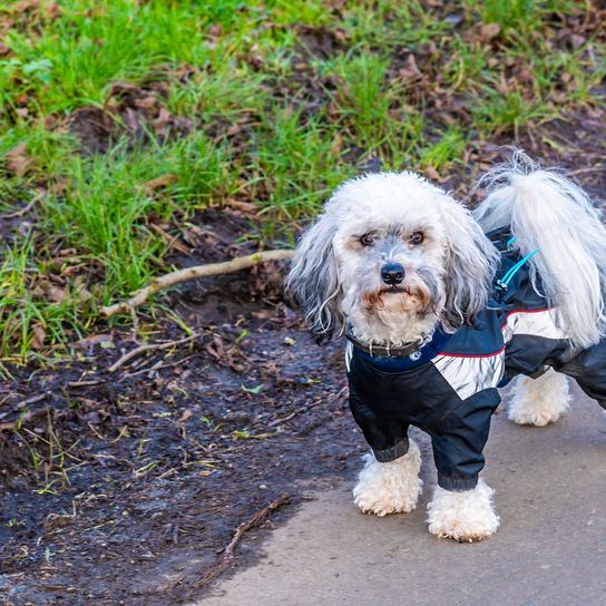 Ein Blick auf einen Poochon-Hund auf dem Land in der Nähe von Gumley in Leicestershire, Großbritannien, an einem hellen Wintertag