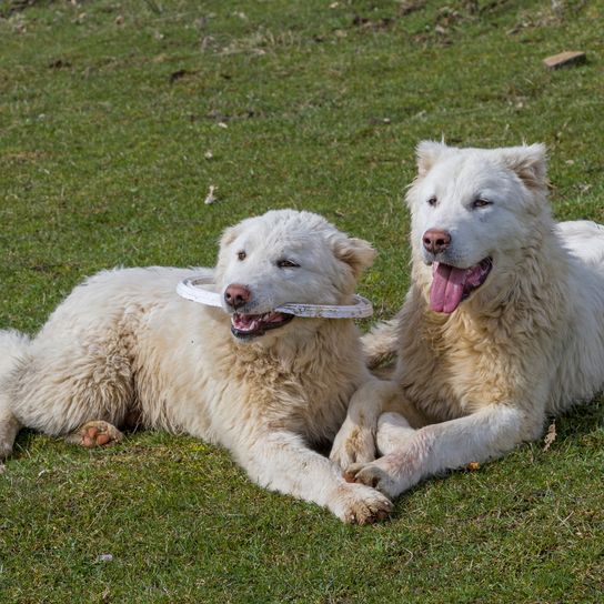 Zwei Maremma- und Abruzzen-Schäferhunde spielen zusammen auf einer Wiese