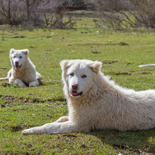 Zwei Maremma- und Abruzzen-Schäferhunde spielen zusammen auf einer Wiese