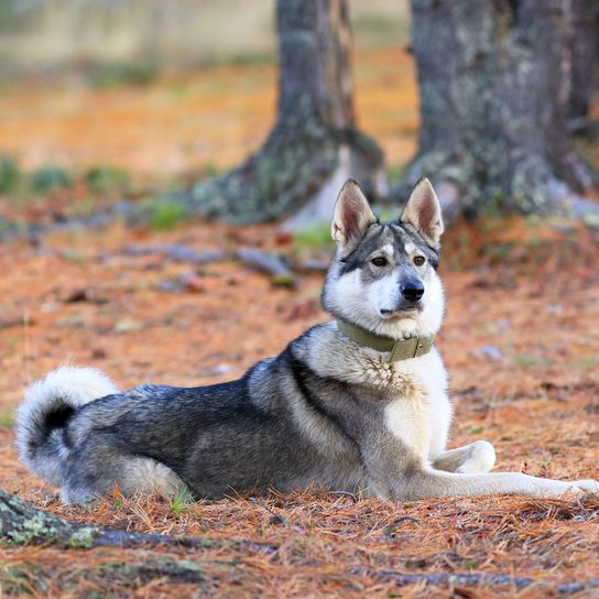 Westsibirische Laika Nahaufnahme Die westsibirische Laika liegt auf den heruntergefallenen Nadeln