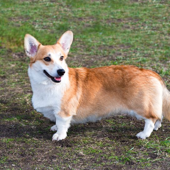Cardigan Welsh Corgi sieht aus Der Cardigan Welsh Corgi ist im Park.