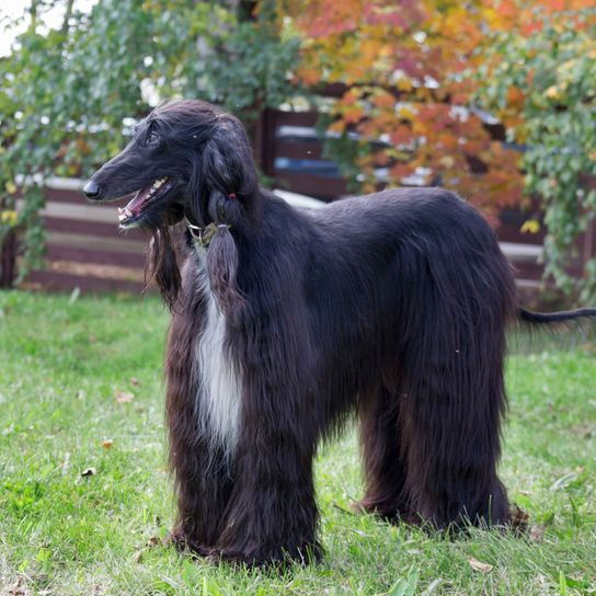 Hund, Säugetier, Wirbeltier, Canidae, Hunderasse, Afghanen, Fleischfresser, Windhund, Sportgruppe, Begleithund,  Afghanischer Windhund in Garten vor Gemüsebeet