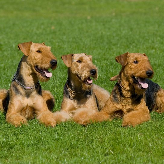 Airedale Terrier Hunde liegen zu dritt auf einer Wiese, braun schwarze Hund mit Kippohren sehen ähnlich aus wie Hunderasse Foxterrier, große Hunderasse mit Locken