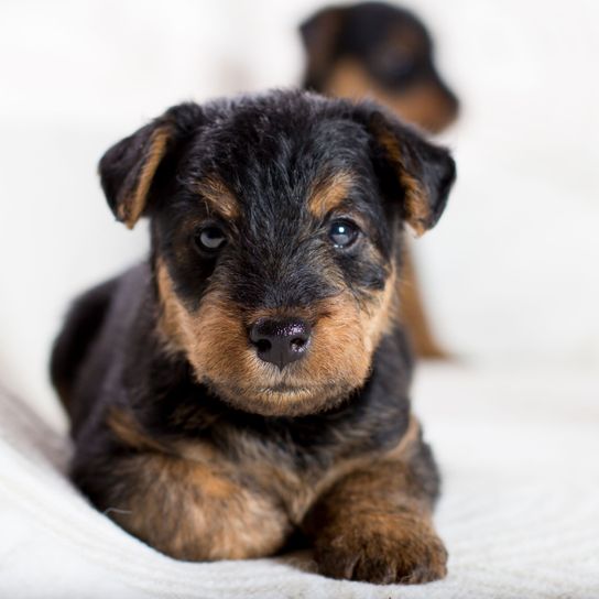 Hund, Säugetier, Wirbeltier, Hunderasse, Canidae, Welpe, Fleischfresser, Rasse ähnlich Schwarz-Brauner Terrier, Hund ähnlich Schnauze, Begleithund, Airedale Terrier Welpe, Braun schwarzer Hund