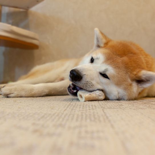 Hund, Säugetier, Wirbeltier, Canidae, Hunderasse, Fleischfresser, Akita-Getränk, Akita, Akita Inu auf Boden liegend  mit Kauspielzeug