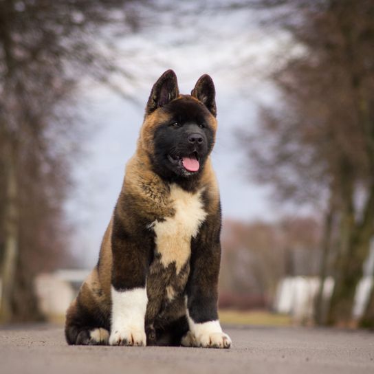 Hund, Säugetier, Wirbeltier, Canidae, Hunderasse, Fleischfresser, Akita, Schnauze, Sportgruppe, Seltene Rasse (Hund), gefleckter Akita Inu sitzend auf Straße bei Allee