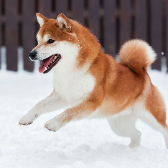 Hund, Säugetier, Wirbeltier, Hunderasse, Canidae, Fleischfresser, Akita inu, Akita, Hund spielt im Schnee