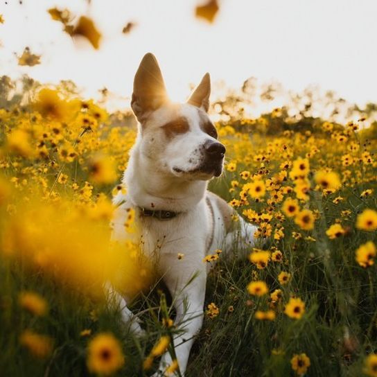 Blume, Pflanze, Hund, Licht, Menschen in der Natur, Himmel, Hunderasse, Fleischfresser, Glücklich, Naturlandschaft,