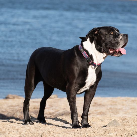 alapaha blue Blood Bulldog am Meer, schwarz weißer Bulldoggen Hund aus Amerika, amerikanische Hunderasse, unbekannte Hunderasse, großer Hund aus USA, Bulldoggenrasse