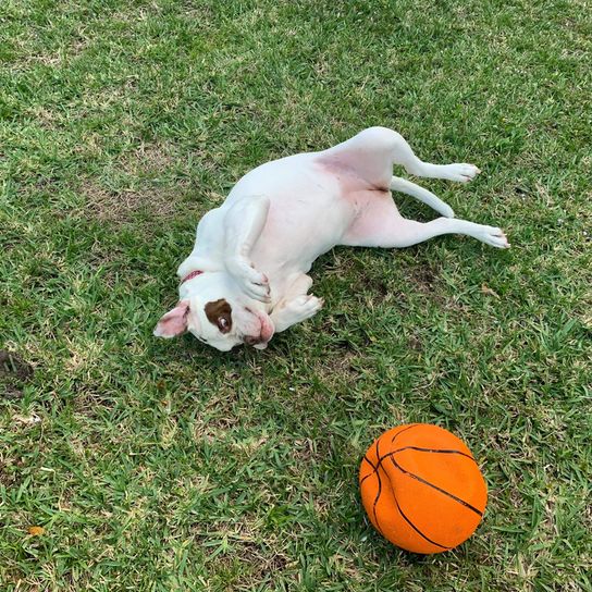 alapaha blue Blood Bulldog spielt auf einer Wiese mit einem orangen Baskettball, schwarz weißer Bulldoggen Hund aus Amerika, amerikanische Hunderasse, unbekannte Hunderasse, großer Hund aus USA, Bulldoggenrasse