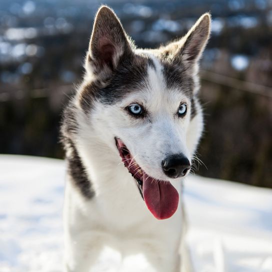 Alaskan Husky liegend, schwarz weißer Laufhund, Amerikanische Hunderassse für Schlitten, Schlittenhund, Arbeitshund, Hund mit Stehohren