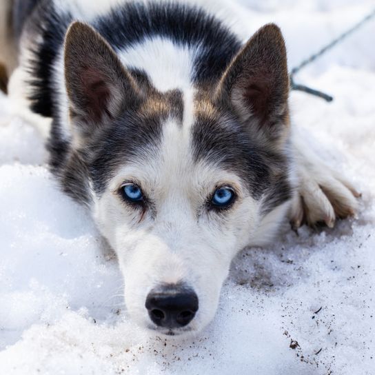 Alaskan Husky liegend, schwarz weißer Laufhund, Amerikanische Hunderassse für Schlitten, Schlittenhund, Arbeitshund, Hund mit Stehohren