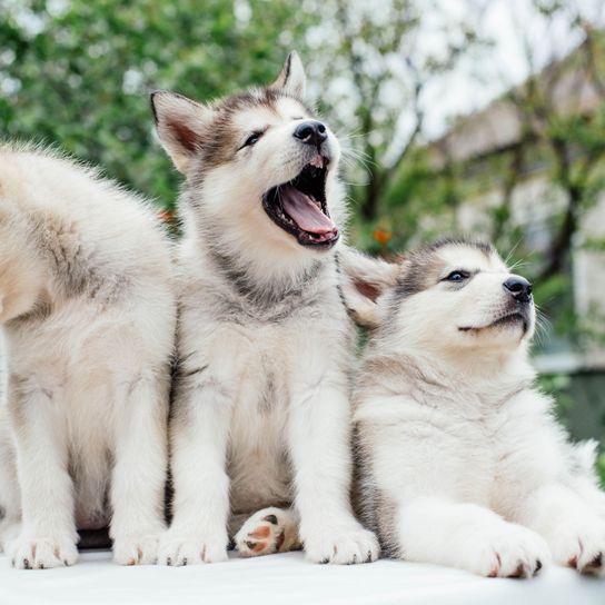 Säugetier, Hund, Wirbeltier, Canidae, Hunderasse, Fleischfresser, Rasse ähnlich Siberian Husky, schaut aus wie Northern Inuit Hund, Alaskan Malamute Welpen, ein Welpe liegt, ein Welpe steht und einer schaut weg, Hund mit langem Fell, große weiße Hunderasse mit Stehohren