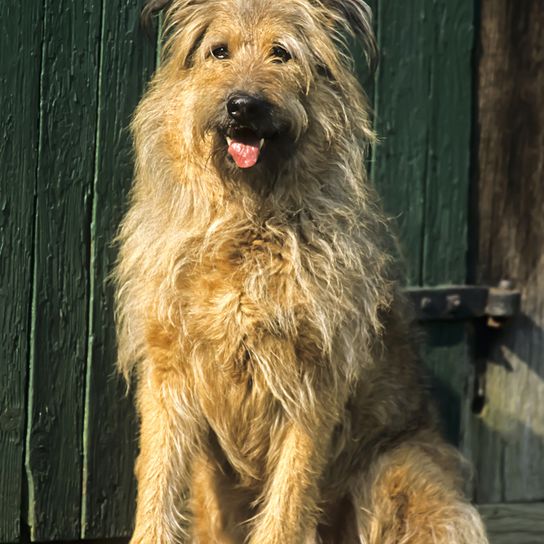 Altdeutscher Hütehund wird auch Schafpudel genannt, langes raues Fell mit Schlappohren der mittelgroß ist