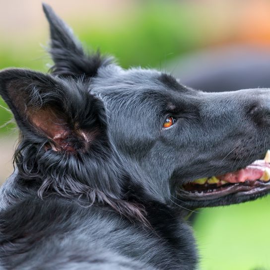 schwarzer Altdeutscher Schäferhund mit langem Fell