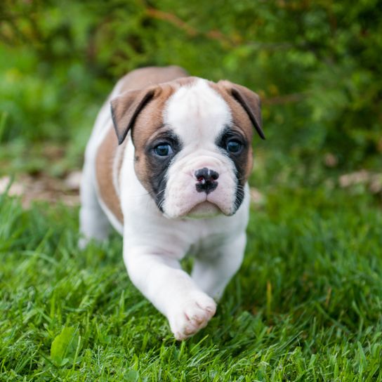 Hund, Säugetier, Wirbeltier, Hunderasse, Canidae, Bulldogge, amerikanische Bulldogge, alte englische Bulldogge, Welpe gehend auf grüner Wiese