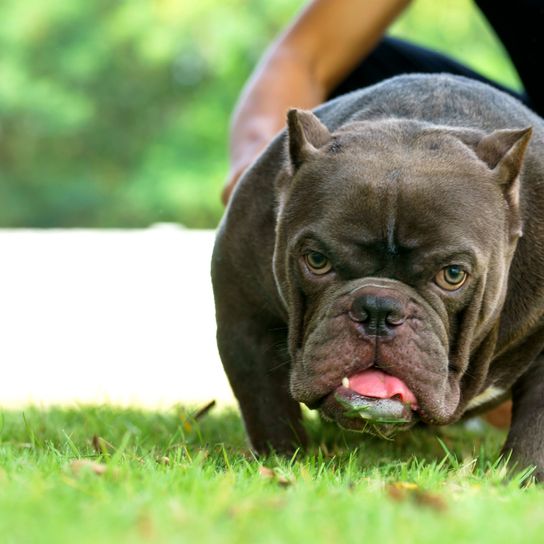 Hund, Säugetier, Wirbeltier, Hunderasse, Canidae, Schnauze, Fleischfresser, Gras, alte englische Bulldogge, American Bully gehalten von Mann auf Wiese