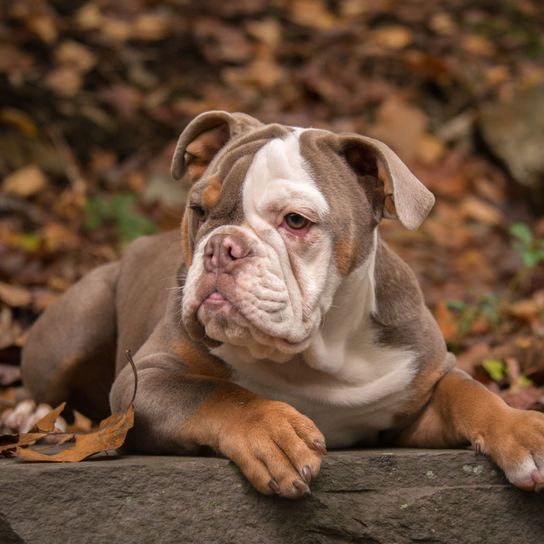 American Bully liegend auf Ast Hund, Säugetier, Wirbeltier, Hunderasse, Canidae, Bulldogge, Amerikanische Bully liegend auf Ast im Wald
