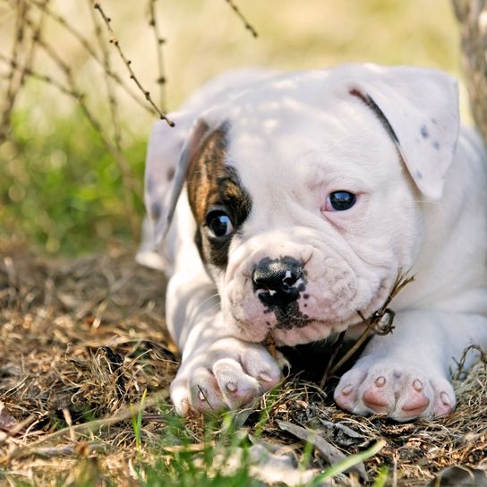 Hund, Säugetier, Wirbeltier, Hunderasse, Canidae, amerikanische Bulldogge, weiße Bulldogge, Bulldogge, alte englische Bulldogge, weißer American Bully Welpe unter Baum liegend