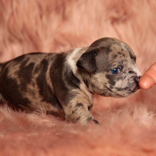 Säugetier, Wirbeltier, Hunderasse, Hund, Canidae, Welpe, Fleischfresser, Nicht-Sportgruppe, Kitz, Begleithund, gefelckerter American Bulldog Welpe schnuppert an Finger