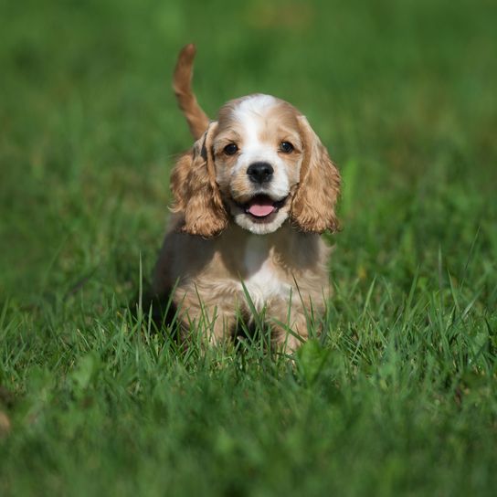 Hund, Säugetier, Wirbeltier, Hunderasse, Canidae, Cockerspaniel, Fleischfresser, englischer Cockerspaniel, Welpe amerikanischer Cockerspaniel, Sporting Group,