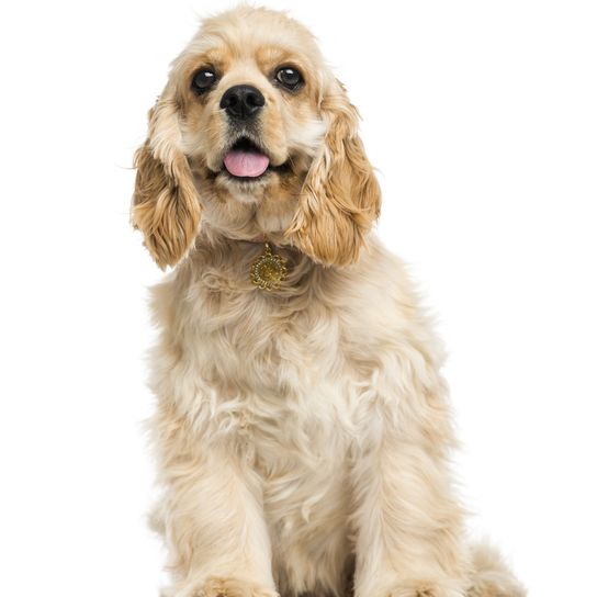 American Cocker Spaniel in blond sitzt auf einem weißen Hintergrund, mittelgroße ruhige Hunderasse, Hund ähnlich Englisch Cocker Spaniel, blonder Hund, weißer Hund, gelber Hund