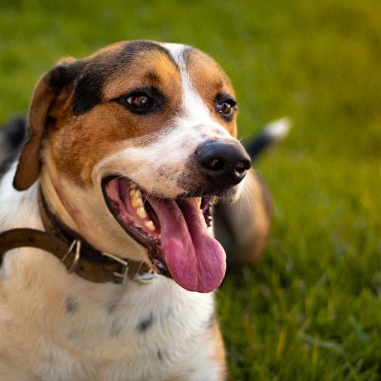 American Foxhound dreifärbig gähnt in die Kamera und sitzt auf einer Wiese, Hund mit drei Farben, große Hunderasse, Großer Jagdhund aus Amerika