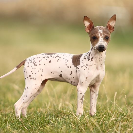 American Hairless Nackthund gepunktet