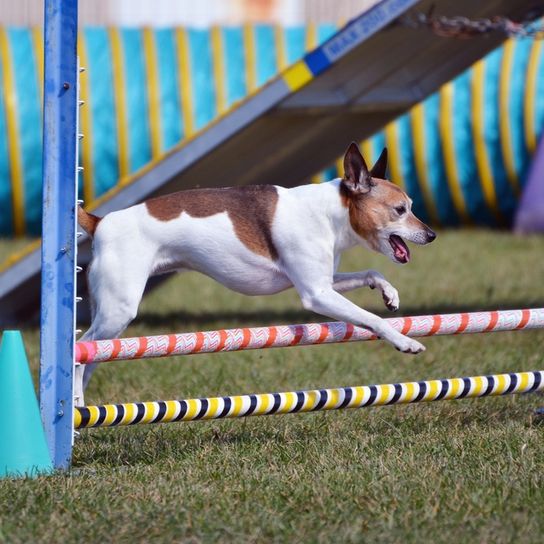 American Rat Terrier, Terrier aus Amerika, braun weiße Hunderasse, kleiner Hund mit Stehohren, Hund beim Hundesport, Agility