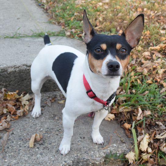 American Rat Terrier, Terrier aus Amerika, braun weiße Hunderasse, kleiner Hund mit Stehohren, Portrait eines kleinen Hundes, Begleithund, Familienhund, dreifärbige Hunde mit großen Ohren, kleine Hunderasse