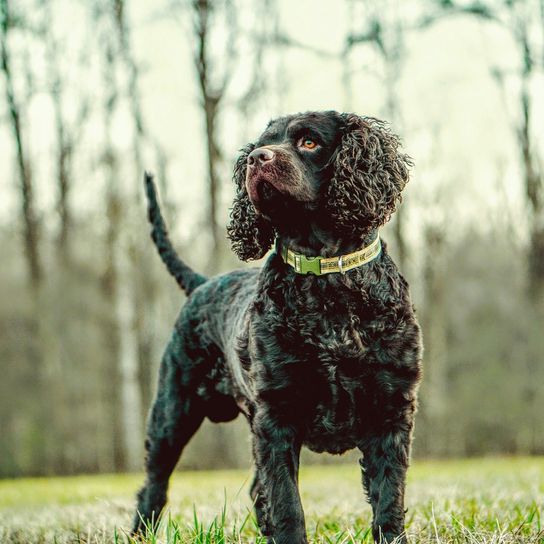 American Water Spaniel auf einer grünen Wiese ist in Habacht Stellung, kleiner Jagdhund mit welligem Fell und lockigen Schlappohren