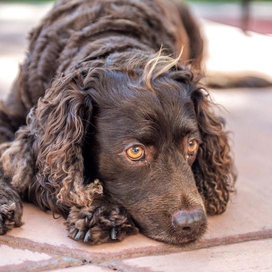 Amerikanischer Wasserspaniel braun, American Water Spaniel schokoladenbraun, kleiner Jagdhund mit welligem Fell