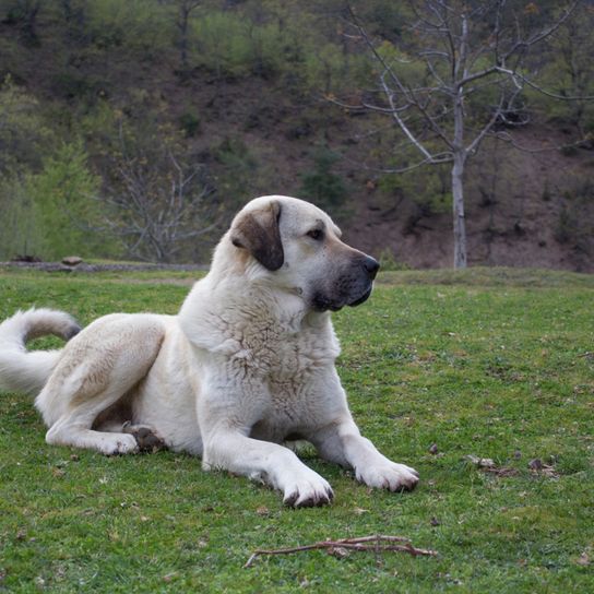 Anatolischer Hierthund Karaba