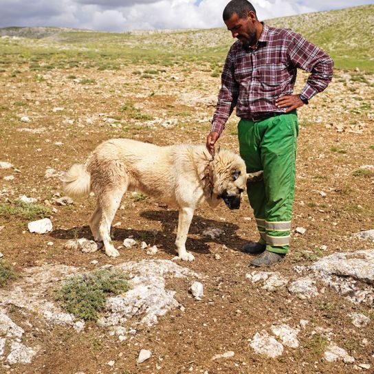 Säugetier, Hund, Wirbeltier, Canidae, Fleischfresser, Hunderasse, Sportgruppe, Boden, Feldversuch, Anatolischer Hirtenhund mit Mann