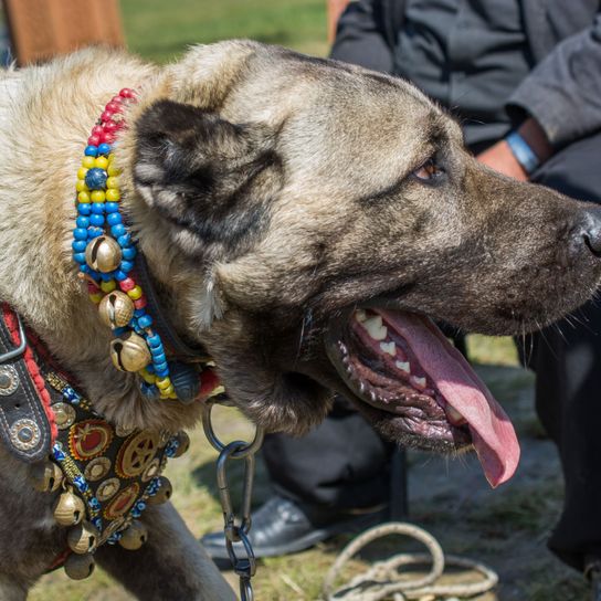 Hund, Säugetier, Wirbeltier, Canidae, Hunderasse, Schnauze, Fleischfresser, Hundehalsband, Halsband, Exterieurausstellung, Anatolischer Hirtenhund mit buntem Perlenhalsband