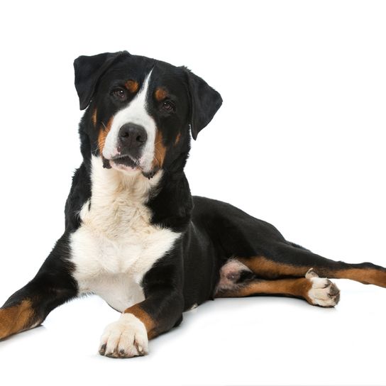 Appenzeller Sennenhund liegt auf weißen Hintergrund, braun weiß schwarzer Schweizer Sennenhund, mittelgroße Hunderasse
