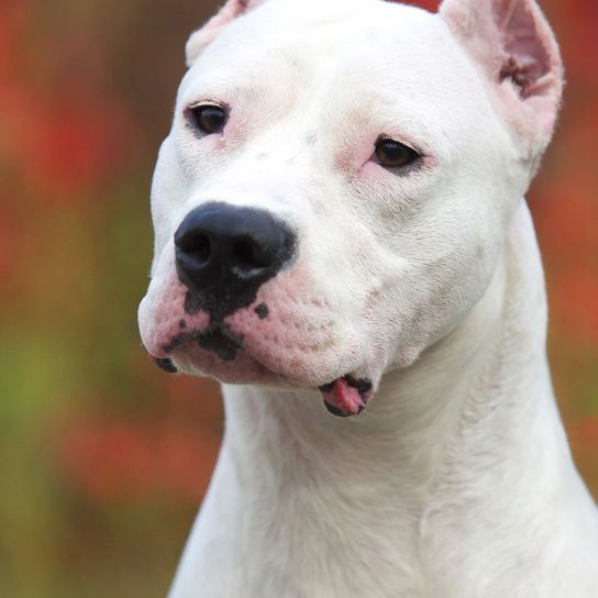 Hund, Säugetier, Wirbeltier, Hunderasse, Canidae, Fleischfresser, Dogo argentino mit kupierten Ohren, Cordoba Kampfhund, Rasse wie Dogo guatemalteco, Nicht-Sportgruppe, weißer großer Kampfhund, Listenhund in vielen Ländern