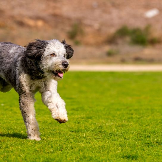 Hund, Säugetier, Wirbeltier, Hunderasse, Canidae, Fleischfresser, Sportgruppe, Hütehund, Gras, Seltene Rasse (Hund), gefleckter Aussiedoodle lauft über Wiese