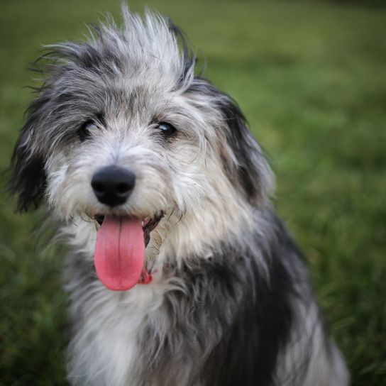 Hund, Säugetier, Wirbeltier, Hunderasse, Canidae, Fleischfresser, grauer Aussiedoodle mit Zunge