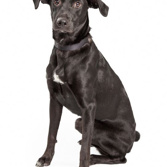 Aussiedor in schwarz ist eine hybride Mischung aus Labrador Retriever und Australian Shepherd, Hund schwarz mit weißem Punkt an der Brust, hybride Mischlinge, mittelgroßer Hund mit Hüteverhalten, Treibhund, Familienhund