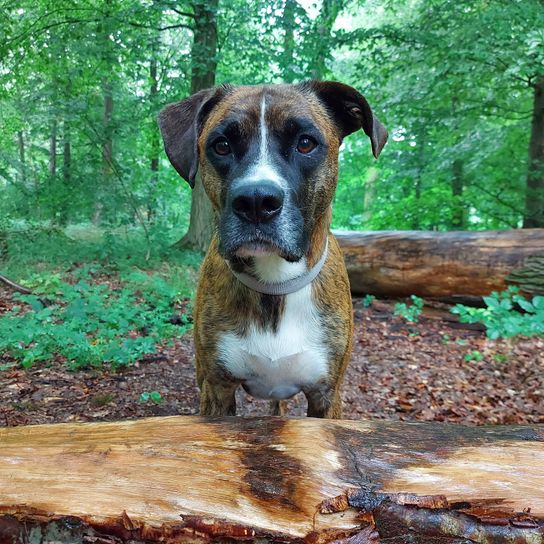 Australian Boxherd © Nadine Beitz Pflanze,Hund,Hunderasse,Fleischfresser,Baum,Arbeitstier,Holz,Rehkitz,Begleithund,Gras,