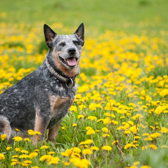 Hund, Säugetier, Wirbeltier, Hunderasse, Canidae, australischer Rinderhund, Fleischfresser, Gelb, Arbeitshund, Australian Cattle Dog sitzt auf Blumenwiese