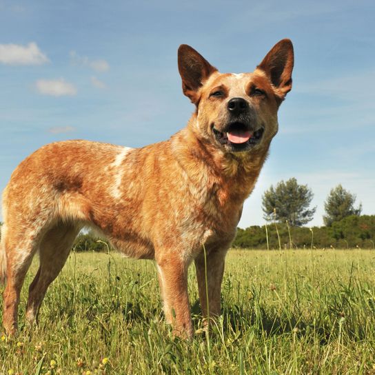 Hund, Säugetier, Wirbeltier, Hunderasse, Canidae, australischer Rinderhund, Fleischfresser, Arbeitshund, brauner Australian Cattle Dog steht auf Feld