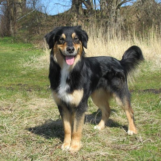 Hund,Fleischfresser,Hunderasse,Begleithund,Baum,Schnauze,Pflanze,Himmel,Sportliche Gruppe,Canidae,