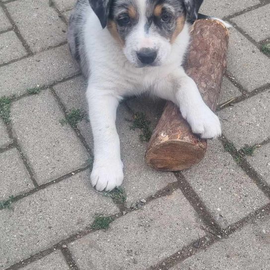 Hund, Fleischfresser, Straßenbelag, Hunderasse, Begleithund, Schnauze, Terrier, Straßenhund, Bürgersteig, Bodenbelag,