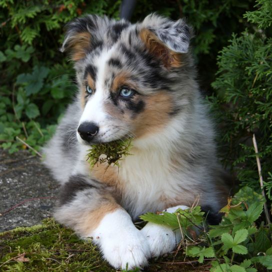 Hund, Säugetier, Wirbeltier, Hunderasse, Canidae, Fleischfresser, australischer Schäferhund, Shetland-Schäferhund, Australian Shepherd liegt mit Gras im Mund