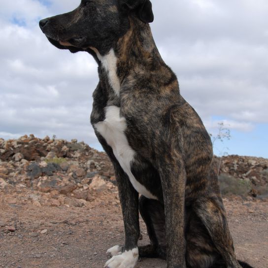 Bardino Hund, Majorero Canario Rassebeschreibung und Bilder