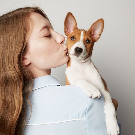 kleiner braun weißer Basenji Welpe der auf der Schulter der Besitzerin sitzt und einen Kuss bekommt, Hundekuss, Hund mit Stehohren, Hund der ähnlich Chihuahua aussieht, nur größer, Welpe eines Basenji Hundes