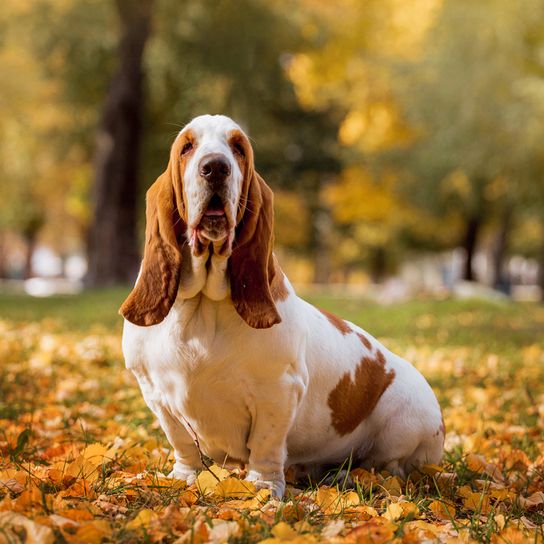 Basset sitzt auf einem Blätterhaufen, Hund mit langen Schlappohren, Hund der ähnlich Beagle aussieht, Dieser Hund neigt zu Übergewicht, braun weißer kleiner Hund